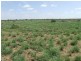 Bollon QLD 4488