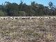 Columboola QLD 4415