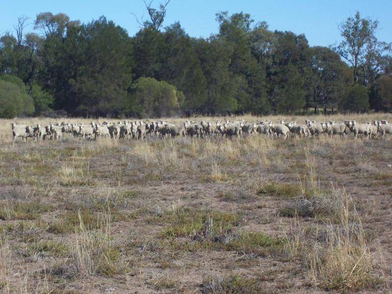 Columboola QLD 4415
