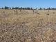 Columboola QLD 4415