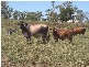 NEBO GLENDEN ROAD, Nebo QLD 4742