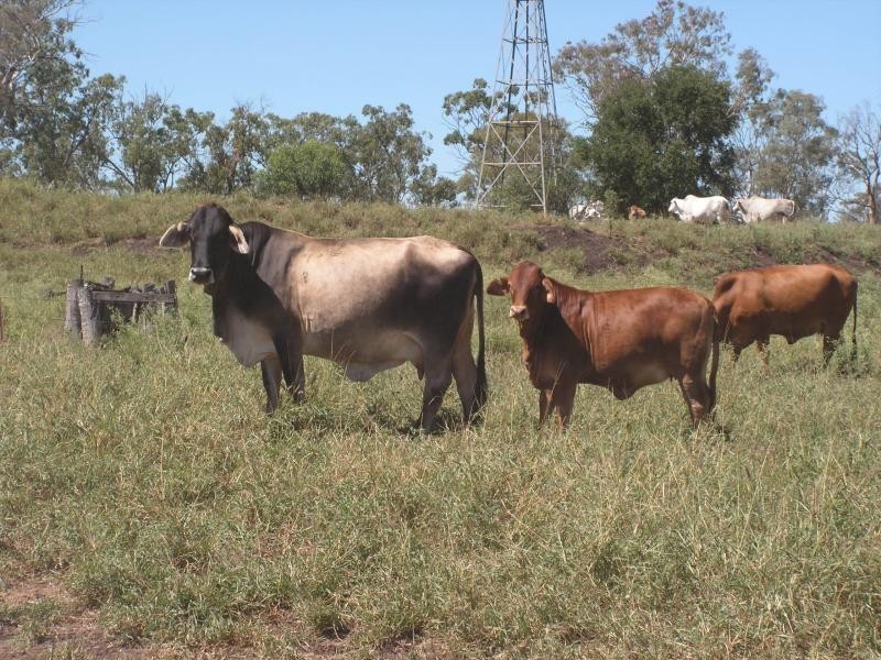 NEBO GLENDEN ROAD, Nebo QLD 4742