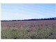 Roma QLD 4455