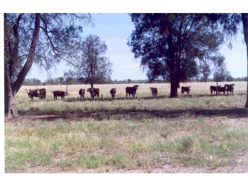Roma QLD 4455