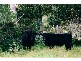 4948 WATERFALL WAY, Dorrigo NSW 2453