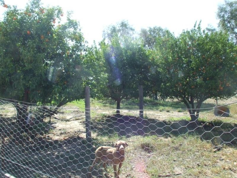 13058 CARNARVON HIGHWAY, St George QLD 4487