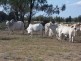 2560 acres at Columboola via, Miles QLD 4415