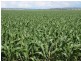 Dalby QLD 4405