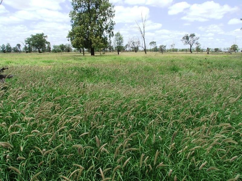 Bollon QLD 4488