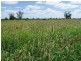 Bollon QLD 4488