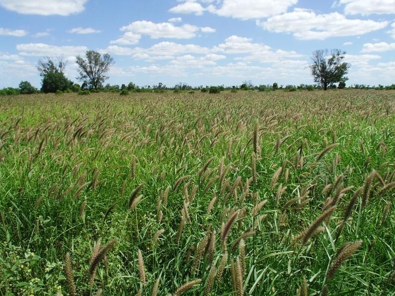 Bollon QLD 4488