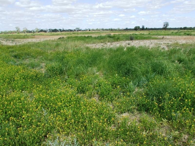 Bollon QLD 4488