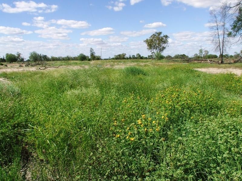 Bollon QLD 4488