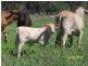 Bollon QLD 4488