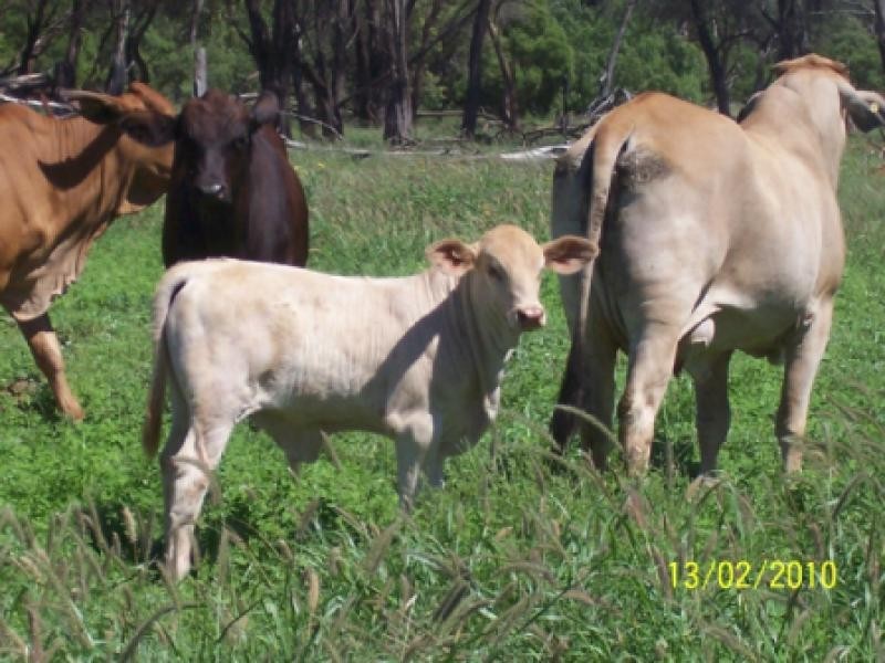 Bollon QLD 4488