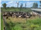 Bollon QLD 4488