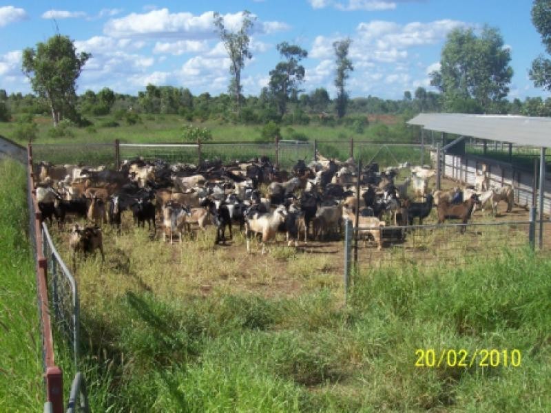 Bollon QLD 4488