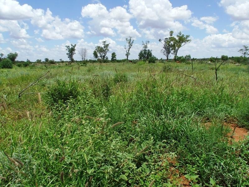Bollon QLD 4488