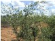 Bollon QLD 4488