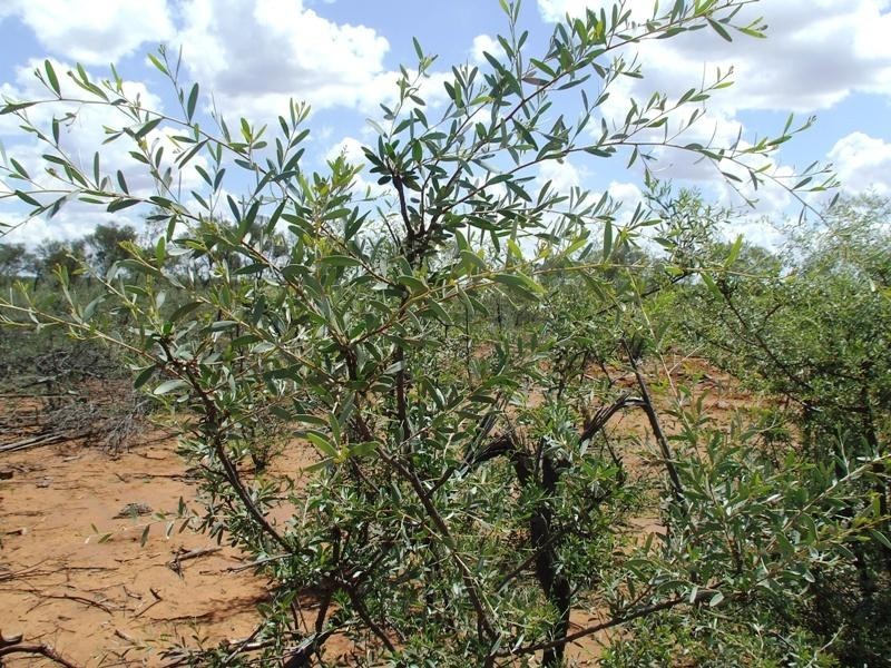 Bollon QLD 4488