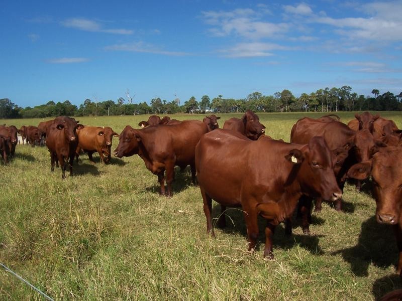 52 Booyan Road, Bundaberg QLD 4670