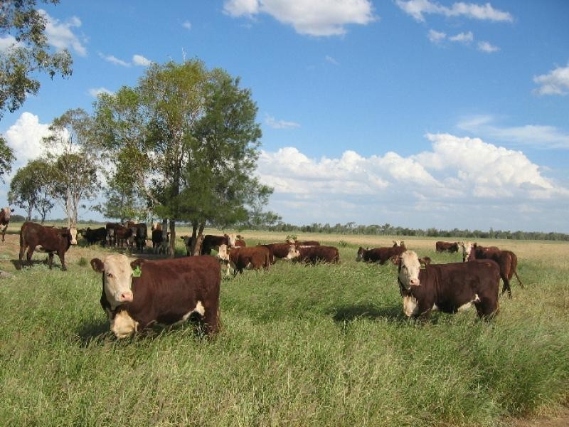 Westmar QLD 4422