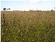 BOWENVILLE DISTRICT PROPERTY, Dalby QLD 4405