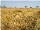 BOWENVILLE DISTRICT PROPERTY, Dalby QLD 4405