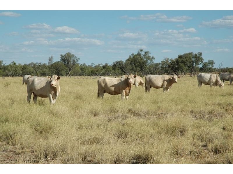 Blackall QLD 4472
