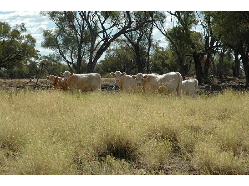 Blackall QLD 4472