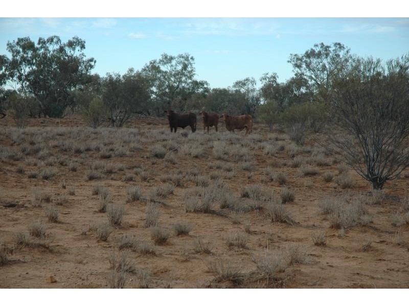 Boulia QLD 4829 the real estate agency Withdrawn