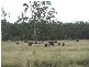 JIMBOUR – COORANGA NORTH RD, Dalby QLD 4405