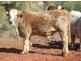 Eulo QLD 4491