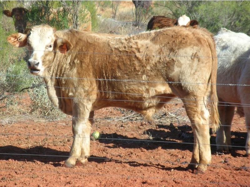 Eulo QLD 4491