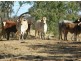Eulo QLD 4491