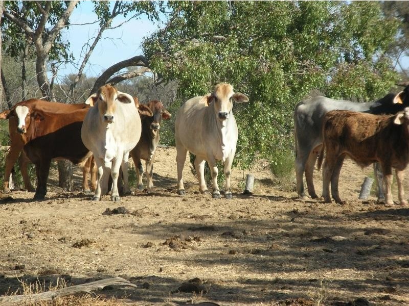 Eulo QLD 4491