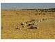 FLINDERS HIGHWAY, Julia Creek QLD 4823