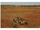 FLINDERS HIGHWAY, Julia Creek QLD 4823