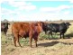 Nebo, QLD, Australia 4742 Nebo, QLD, Australia 4742, Nebo QLD 4742