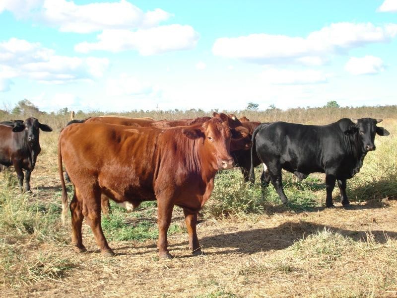 Nebo, QLD, Australia 4742 Nebo, QLD, Australia 4742, Nebo QLD 4742