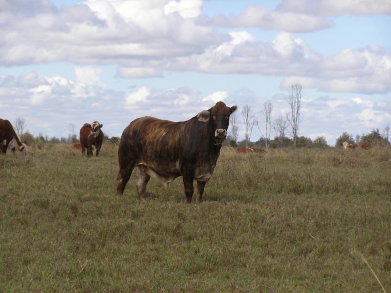 Wirranda, 1470 Rhyddings Road, Moura QLD 4718