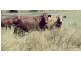 Injune QLD 4454