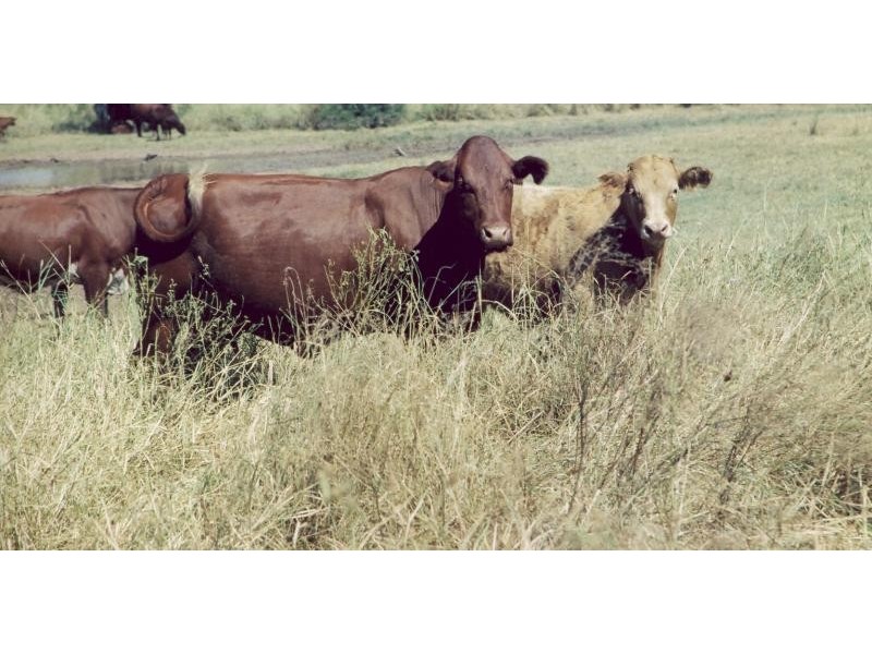 Injune QLD 4454