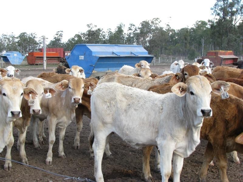 2169 acres north of, Drillham QLD 4424