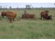 Surat QLD 4417