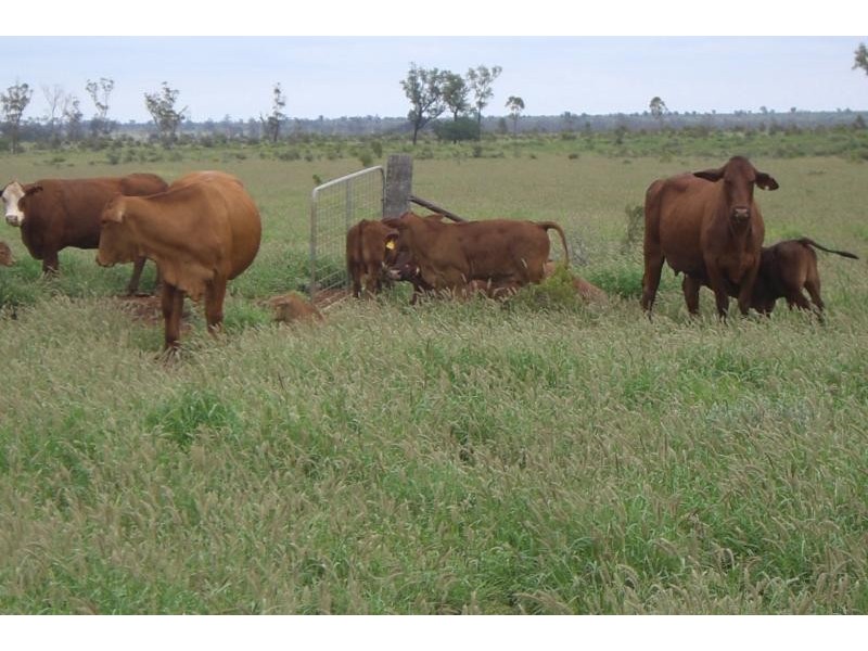 Surat QLD 4417