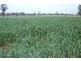 Surat QLD 4417