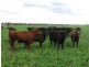 7 km North East of, Kaimkillenbun QLD 4406