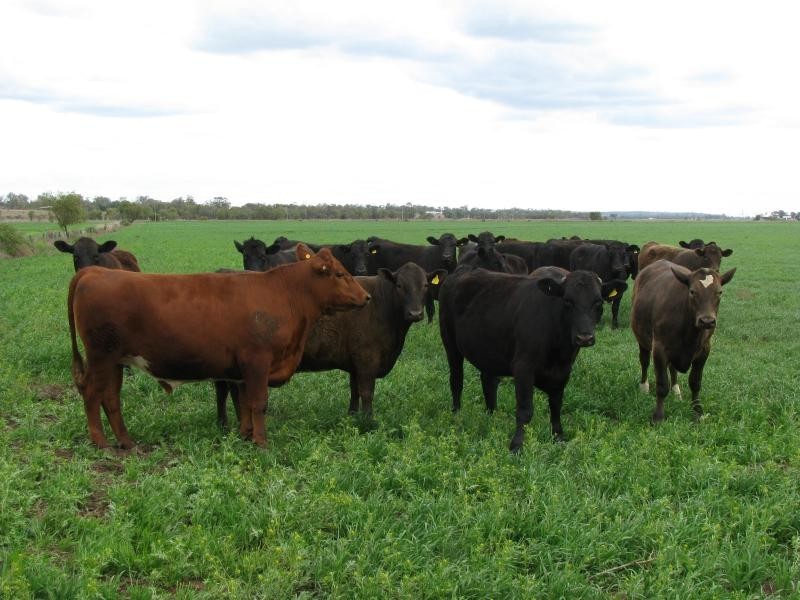 7 km North East of, Kaimkillenbun QLD 4406