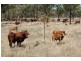 Home Hill QLD 4806